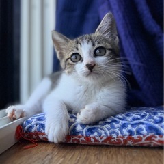 【急募】子猫【生後1～2ヶ月】女の子