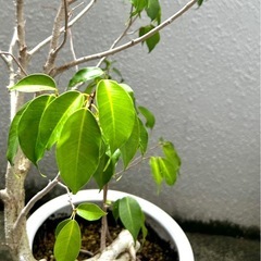 受付終了！ フィカスベンジャミンと観葉植物の土の画像