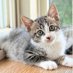 【急募】子猫【生後1～2ヶ月】女の子