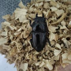 パラワンオオヒラタクワガタ　オス・メス１セットの画像