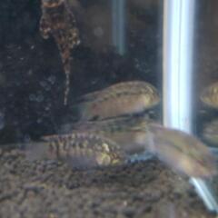 熱帯魚  アドケタトゥッカーノ産 8匹の画像