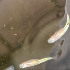 ホタルメダカ4匹の画像