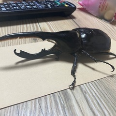 ヘラクレスリッキー 幼虫 大型の画像