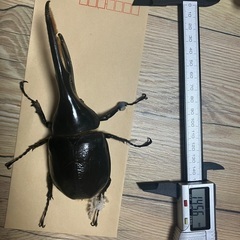 ヘラクレスリッキー 幼虫 大型の画像
