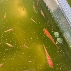 紅帝ラメ幼魚5匹の画像