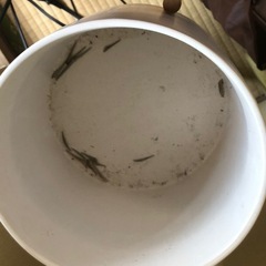 観葉植物の画像