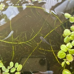 青メダカ(ミックスの画像