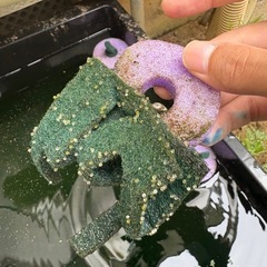 1匹10円‼️メダカMIXの画像
