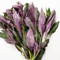 無農薬　夏野菜色々の画像