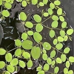 ビオトープ 浮草 サルビニアククラータサンショウモ　（5株）　国産無農薬の画像