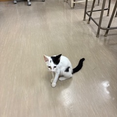 生後二ヶ月半〜三ヶ月の子猫　黒白