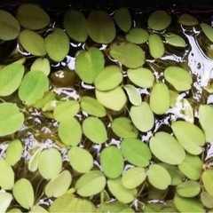 ビオトープ 浮草 サルビニアククラータサンショウモ　（5株）　国産無農薬の画像