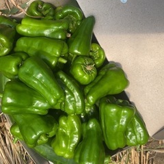 夏野菜まとめての画像