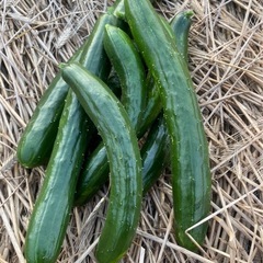 夏野菜まとめての画像