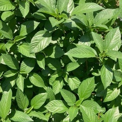 無農薬　夏野菜色々の画像