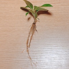 観葉植物  ガジュマル苗(2本)の画像