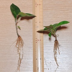 観葉植物  ガジュマル苗(2本)の画像