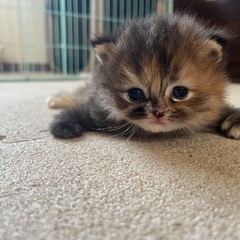 ハンデ　ミヌエット子猫