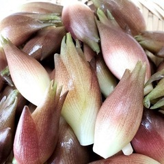 無農薬　夏野菜色々の画像