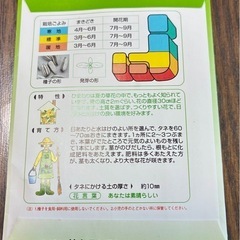 間もなく終了🙏🎁付き🌸朝顔（あさがお）の種（たね）の画像