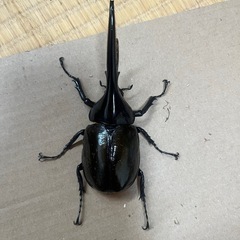 ヘラクレスヘラクレス（ペア）の画像