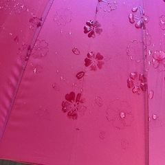 雨傘　濡れると桜柄が出る傘の画像