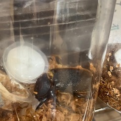 ヘラクレスヘラクレス（ペア）の画像