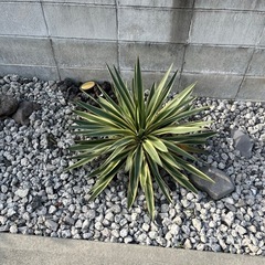 ユッカ　グロリオサ　熊本の画像