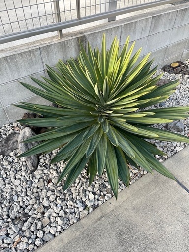 ユッカ　グロリオサ　熊本