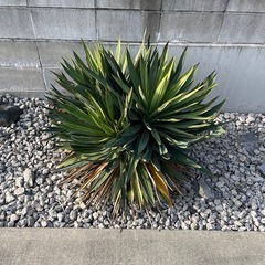 ユッカ　グロリオサ　熊本の画像