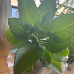 子宝草の画像