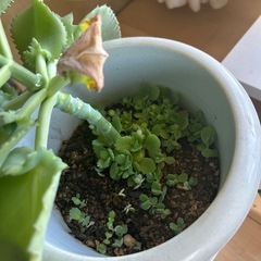 子宝草の画像