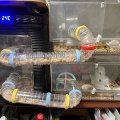 ハムスター　飼育　用品　セット　ケージ　ハウス　滑車　回し車  冷温庫　餌入り　ヒーター　トンネル　水入り　ボトル　GEX 　の画像