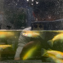 紅華リアルロングフィン　めだか　稚魚　10匹の画像