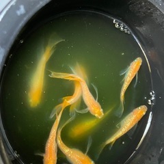 紅華リアルロングフィン　めだか　稚魚　10匹の画像