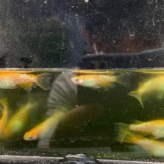 紅華リアルロングフィン　めだか　稚魚　10匹の画像