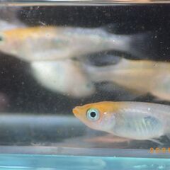 坂出三色メダカ（8匹）の画像