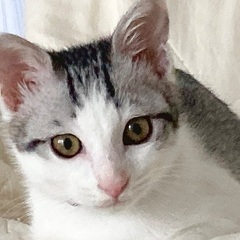 お願いします。　もうすぐ3か月　ピンクのお鼻の可愛い男の子