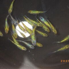 夜桜ゴールドXの若魚の画像