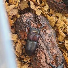 ヒラタクワガタ　差上げます！　地元 天然物　その5の画像
