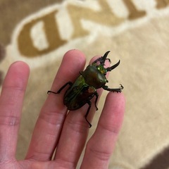ニジイロクワガタ♂（羽パカ）の画像