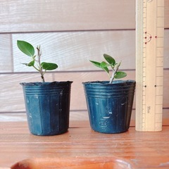 観葉植物  ガジュマル苗(2つ)の画像