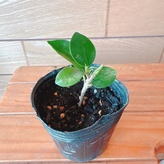 観葉植物  ガジュマル苗(2つ)の画像