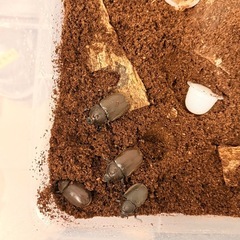 カブトムシ ペアの画像