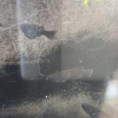 曜変天目メダカ　有精卵25粒の画像
