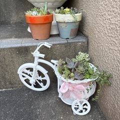 多肉の画像