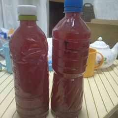 メダカ酸素餌にPSBですの画像