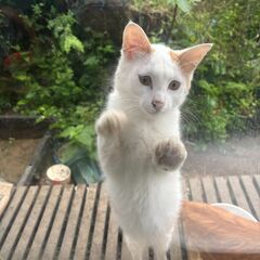 推定生後6ヶ月の元気でかわいい猫