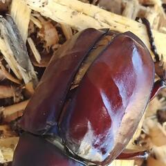 国産カブトムシ　ヤマトカブトムシ　弥栄産　レッドアイ　レッドボディ　♀黒目　ペアの画像
