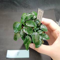 【水槽関連】アヌビアス　ペッチー⑧の画像